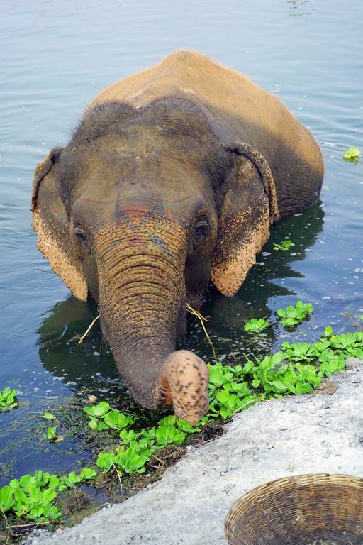 Sanctuary community living alongside elephants in Sauraha